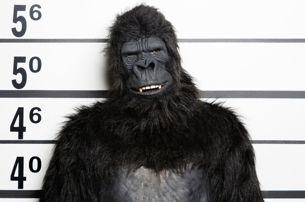 Hombre disfrazado de gorila y armado con un machete fue arrestado por aterrorizar a civiles
