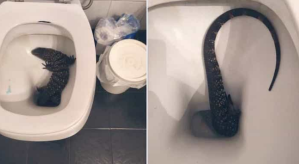 ¡Sape Gato! Ingresó a su baño y encontró un gigantesco lagarto saliendo del inodoro (VIDEO)
