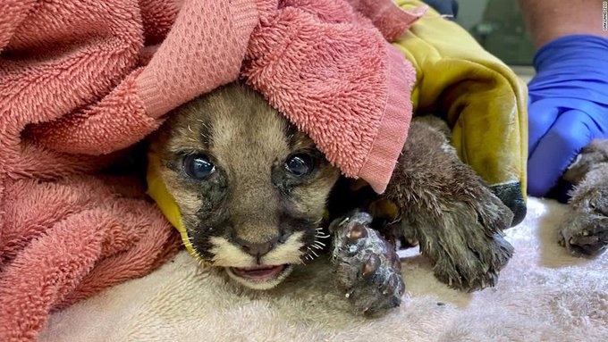 “Es un milagro”: Rescataron a un puma cachorro durante un incendio forestal en California