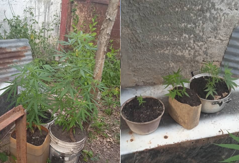 A la cárcel sujeto que tenía sembradas seis plantas de presunta marihuana