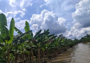 Gilmar Márquez: Cinco mil hectáreas de plátano bajo el agua en el Sur del Lago por desbordamiento del río Chama