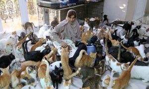 La mujer de los 500 gatos de Omán