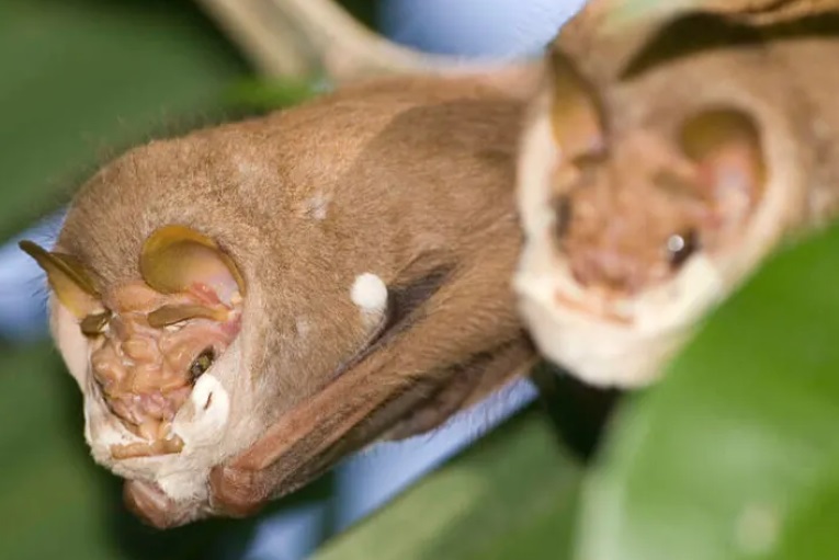 ¡GUA! Descubren un extraño murciélago que lleva máscara… y se la quita para hacer el “delicioso”