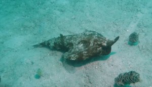 Graban en el Caribe al “pez diablo”, una extraña especie que “camina” por el fondo del mar (VIDEO)