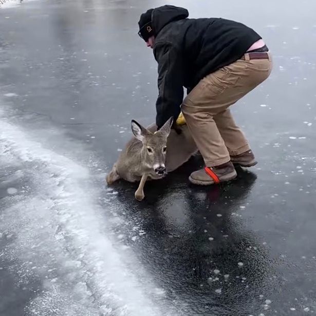 ¡Conmovedor! Arriesgó su vida para rescatar a un ciervo atrapado en un lago congelado de Wisconsin