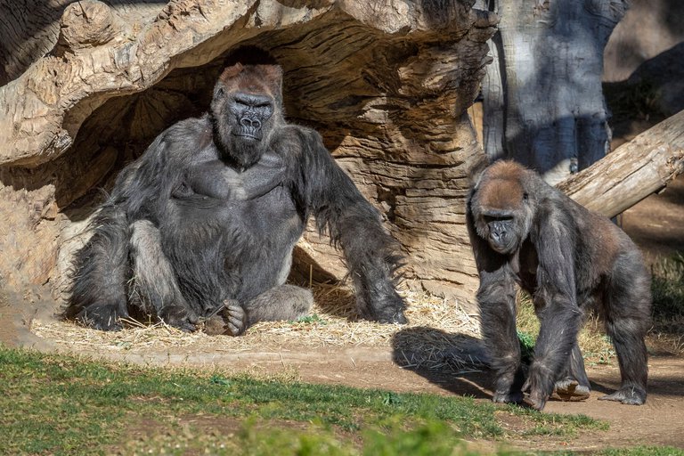 ¿Para qué los gorilas se golpean el pecho? La investigación que reveló inquietante resultado