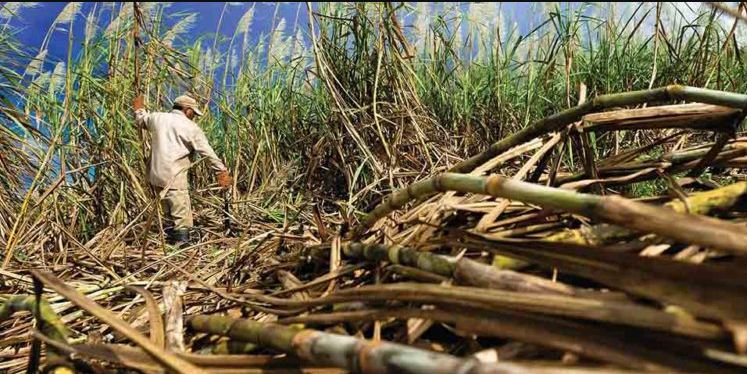 Régimen asfixia a cañicultores de Carabobo al reducir la producción de azúcar a 20%