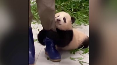 VIRAL: Video de un bebé panda aferrándose a su cuidador arrasa en las redes sociales