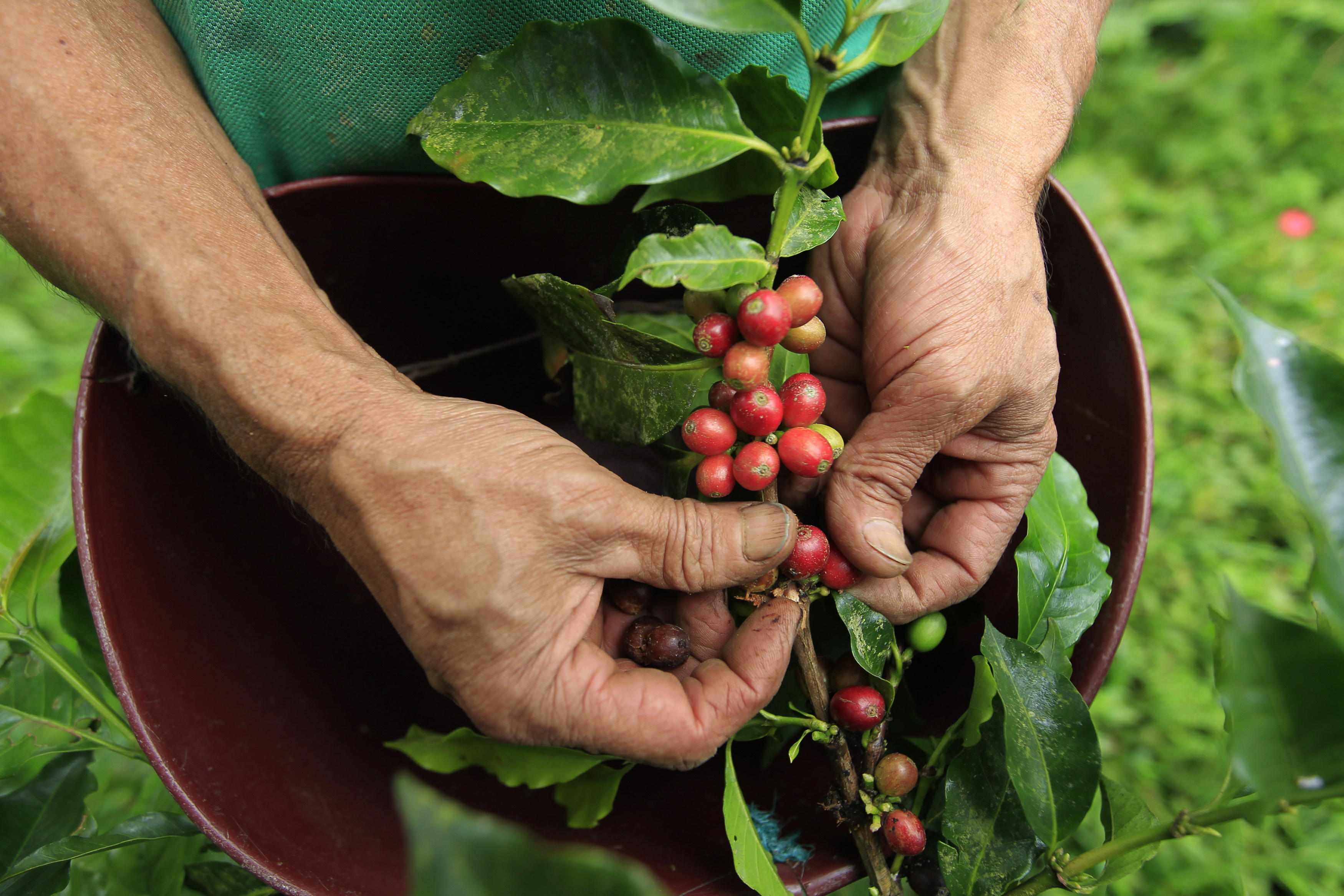 Fedeagro: Producción de café en Venezuela ha disminuido casi en un 80%