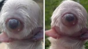 EN VIDEO: El extraño caso del perro que nació con un solo ojo, dos lenguas y sin nariz