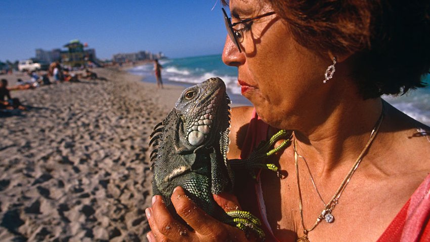 Florida prohibió la venta y posesión de iguanas y lagartos