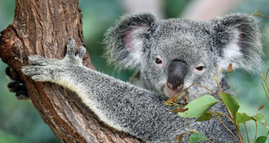 Preocupación en Australia: La población de koalas disminuye drásticamente