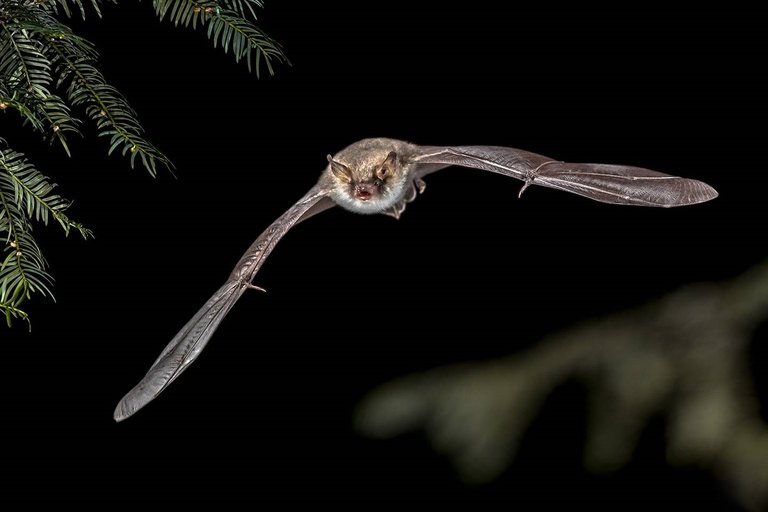 Científicos encontraron murciélagos en Tailandia con un nuevo coronavirus