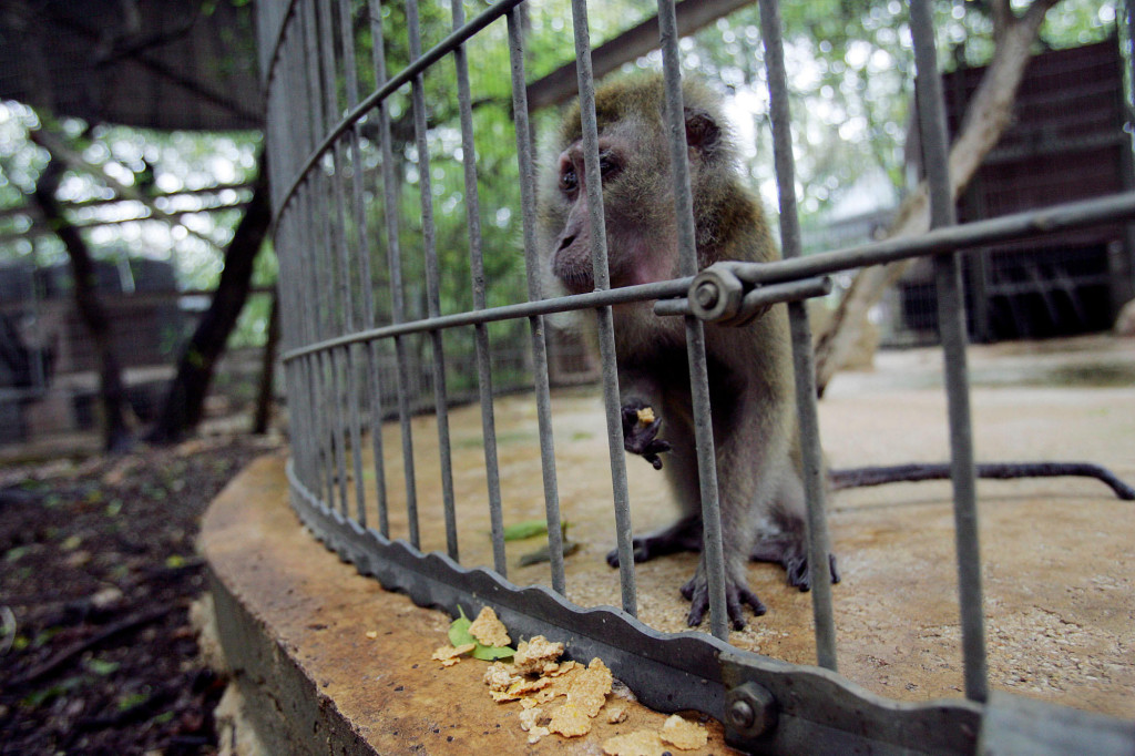 Al menos 12 primates murieron en un santuario de animales en Texas después del apagón