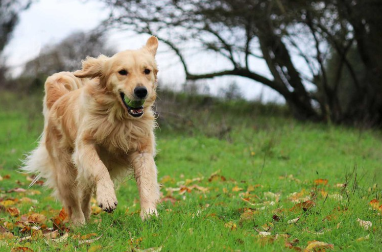 Los perros podrían estar detrás de la variante británica del coronavirus, según estudio
