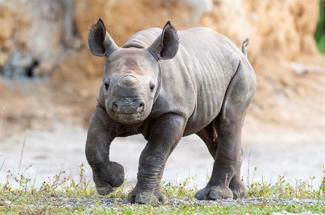 Nació un rinoceronte negro en peligro de extinción en el zoológico de Miami