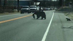 El divertido momento en que una mamá oso cruzó la carretera con sus cachorros traviesos en EEUU (Video)