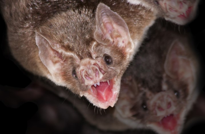 Describen nueva especie de murciélago en Andes de Colombia, Perú y Ecuador