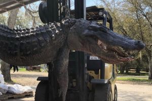 Encontraron objetos extraños en el estómago de un gigantesco caimán en Carolina del Sur