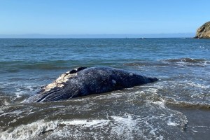 Hallaron cuatro ballenas muertas en las playas de San Francisco