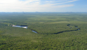 Más de diez mil especies están en peligro de extinción en la Amazonia