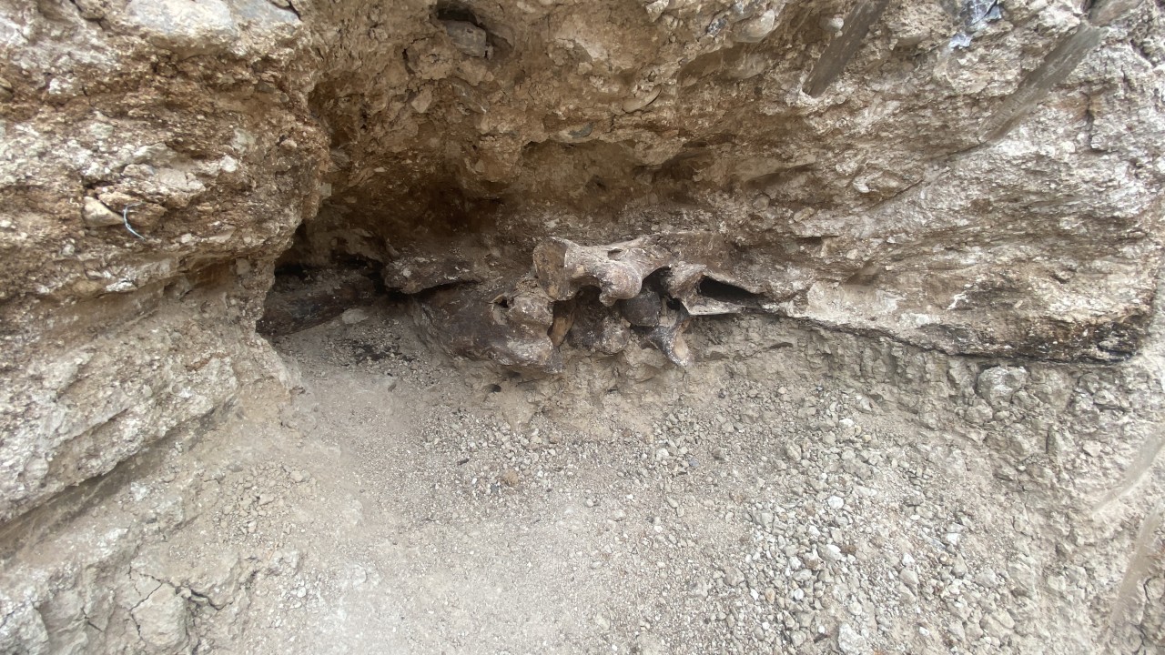 Encontraron huesos de un animal de la Edad del Hielo durante excavación para una piscina en Las Vegas