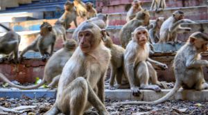 Detenidos en India dos hombres que utilizaban monos para robar dinero