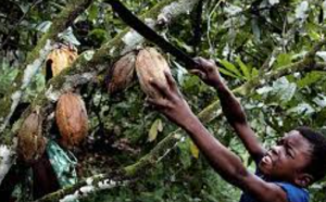 Dura lucha contra el trabajo infantil en la producción de cacao en Costa de Marfil
