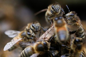 Científicos entrenaron abejas en Países Bajos para detectar infecciones de Covid-19