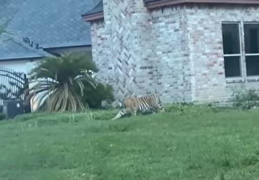 Un hombre es detenido tras huir de la Policía con un tigre en un vecindario de Houston (VIDEO)