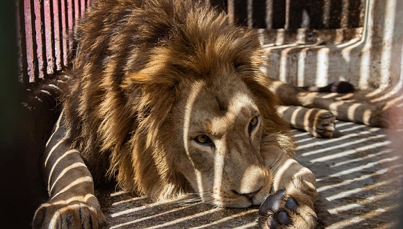 Leones causaron terror al se escaparse de sus jaulas en zoológico de Cuba (Fotos)