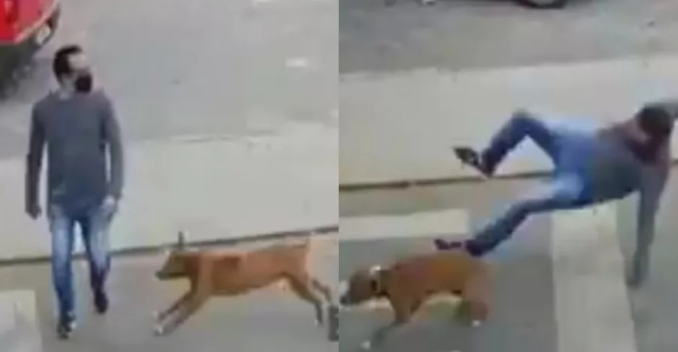 ¡VIRAL! Perro causa furor en las redes tras atropellar a toda velocidad a un peatón (VIDEO)