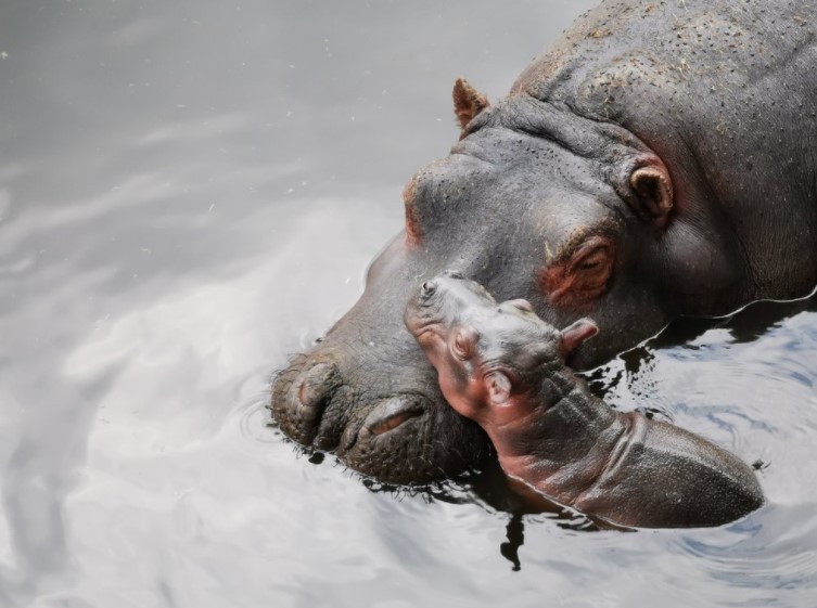 Hipopótamos invaden Colombia: Consecuencias inesperadas que dejó Pablo Escobar Gaviria
