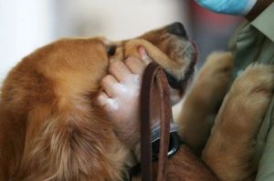 Día Mundial del Perro: Por qué se celebra y lo que debes saber antes de llevar un cachorro a casa
