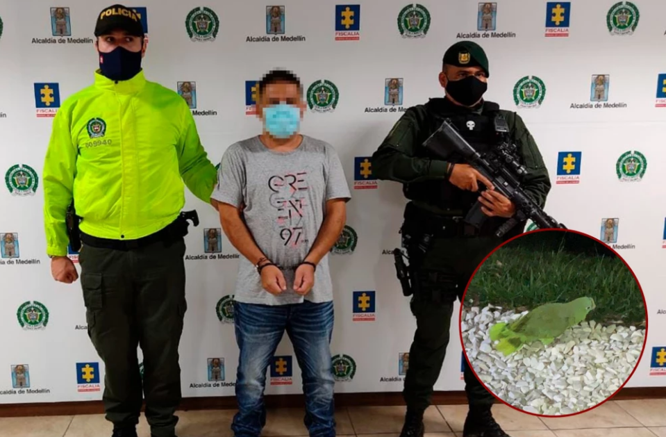 ¡Insólito! Colombiano entrenaba loros para que advirtieran llegada de la policía (Foto)