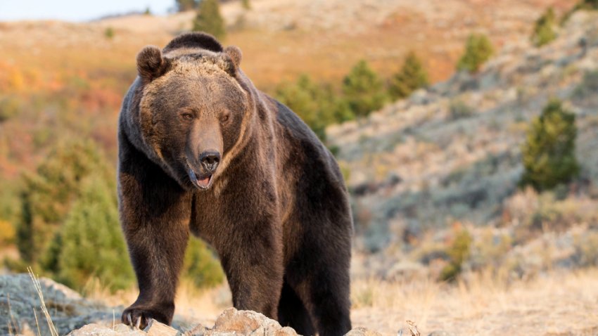 Oso pardo sacó a una californiana de su tienda de campaña y la mató