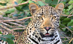 Dos niños fueron mutilados hasta la muerte por leopardos salvajes
