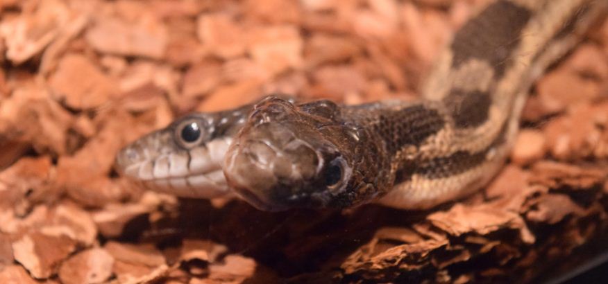 “Es una serpiente muy rara”: Apareció cobra de dos cabezas en la India (Foto)
