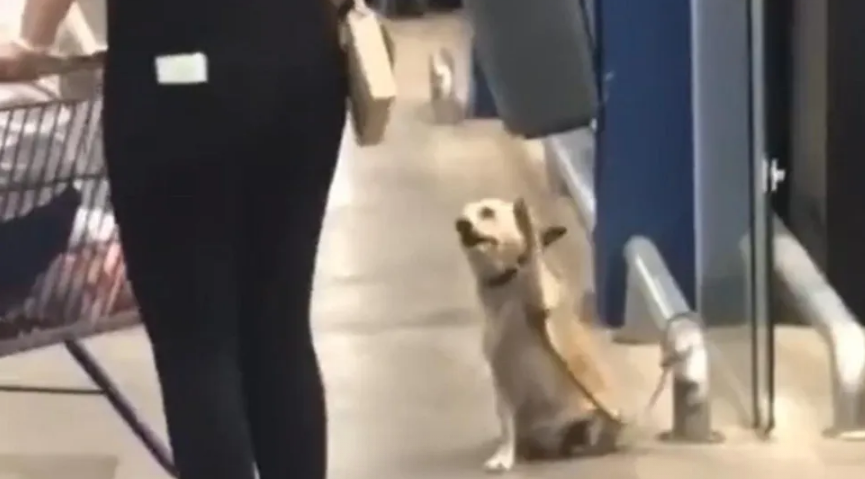 ¡Lo mejor que verás hoy! Furor en las redes por perro que saluda a cada persona que sale del supermercado (VIDEO)