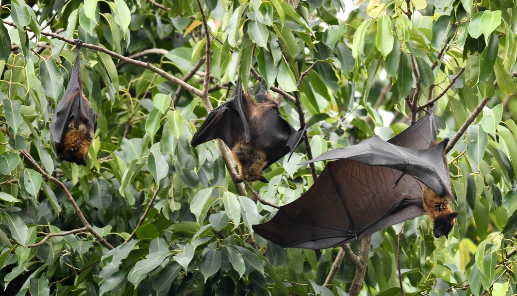 ¿Qué se sabe del virus Nipah, con una tasa de letalidad de hasta un 75%, cuyo brote se detectó en la India y ya tiene su primera víctima?