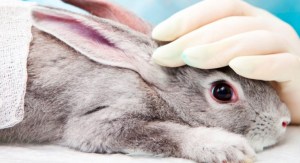 México prohibió la experimentación en animales para productos cosméticos