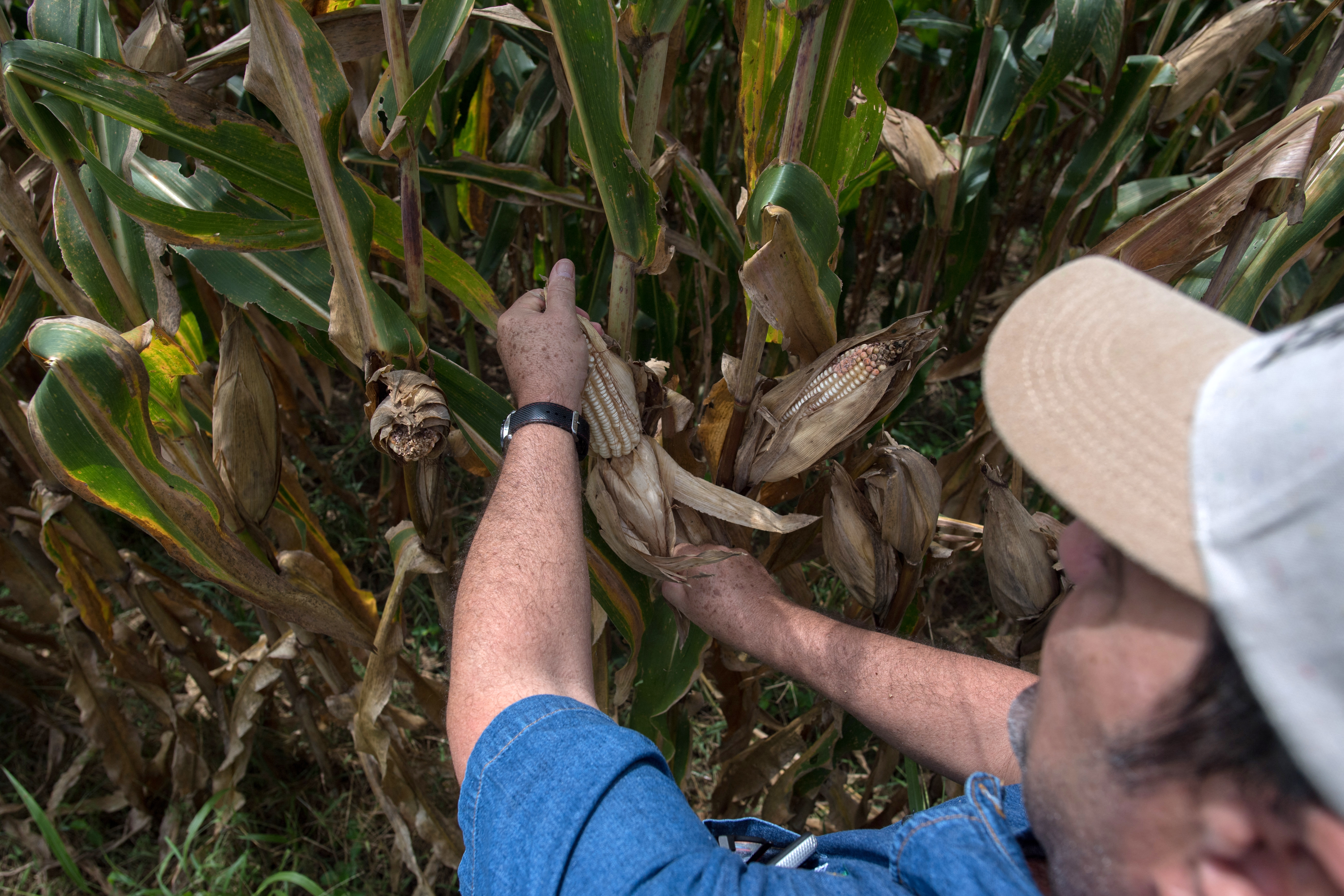 Por resistirse al matraqueo, GNB habrían pateado cosecha de productores en Anzoátegui (Video)
