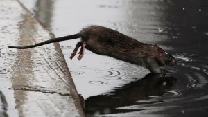Alerta en Nueva York tras aumento récord de casos de una rara enfermedad trasmitida por ratas