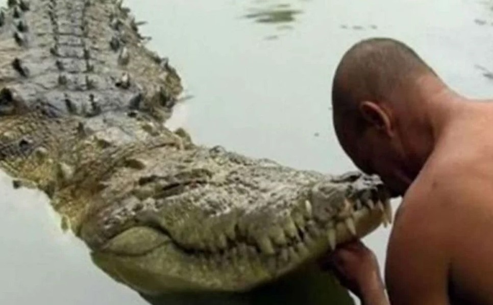 “Babiya”, el enorme cocodrilo vegano que vive desde hace 70 años en un templo hindú