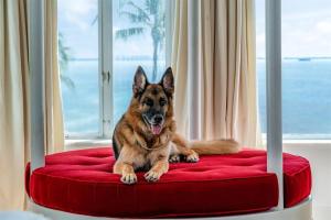 Gunther VI: El perro más rico del mundo “vende” su casa en Miami por una millonada (VIDEO)