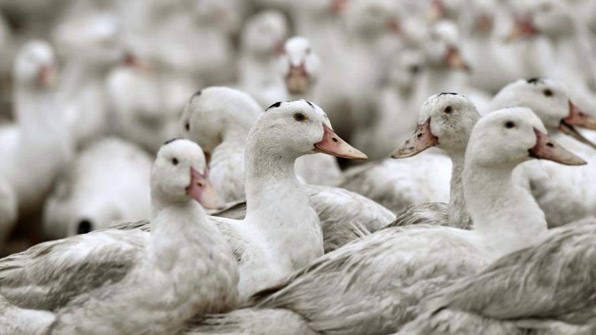 Sacrificados más de 30 mil patos en Hungría tras detectarse dos focos de gripe aviar