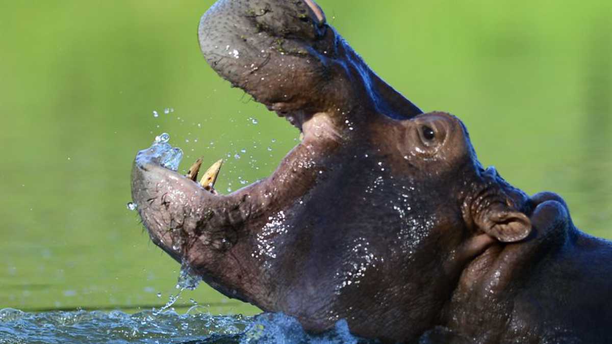 Ataque de hipopótamo deja un herido de gravedad: El problema irresuelto que dejó Pablo Escobar