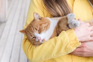 Un gato dio positivo por la peste bubónica en Colorado
