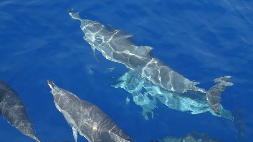 Manada de delfines clímene se dejan ver por primera vez en costas venezolanas (VIDEO)
