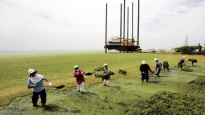 Algae fed by pollution carpet Venezuela’s Lake Maracaibo in green